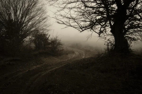 暗い森を抜ける道路 — ストック写真