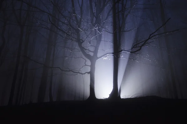 Forest with old trees — Stock Photo, Image