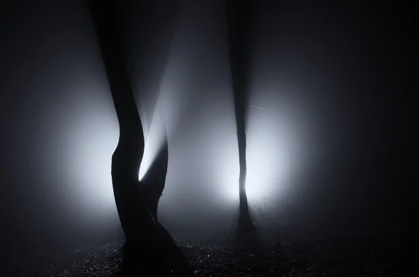 Lumières étranges dans la forêt — Photo