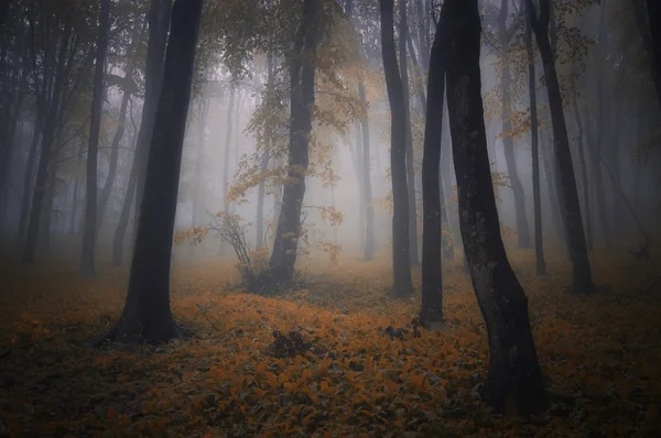 Floresta nebulosa assustadora escura — Fotografia de Stock