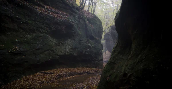 Garganta en un bosque misterioso —  Fotos de Stock