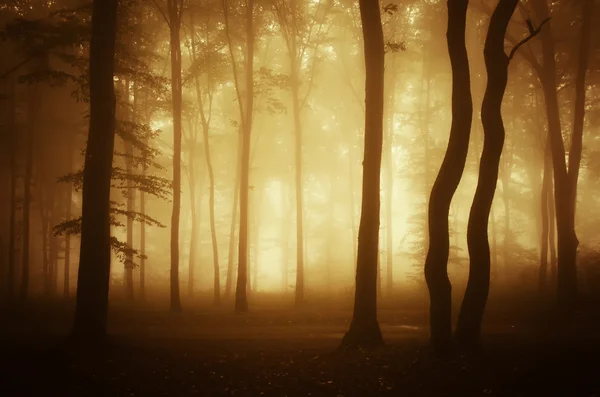 Dunkler, gespenstisch nebliger Wald — Stockfoto