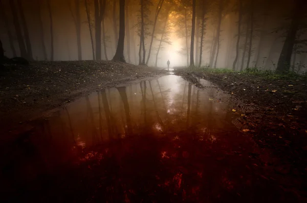 Lake in forest with man reflection — Stock Photo, Image