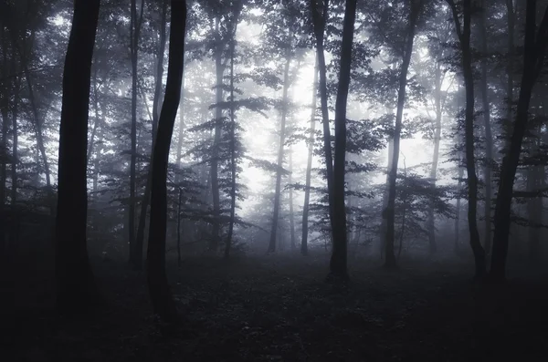 Mörk spooky dimmig skog — Stockfoto