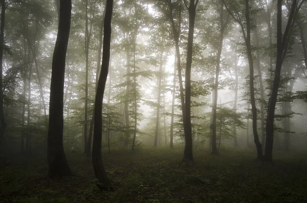 Donker spookachtige mistige bos — Stockfoto