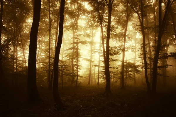 Donker spookachtige mistige bos — Stockfoto