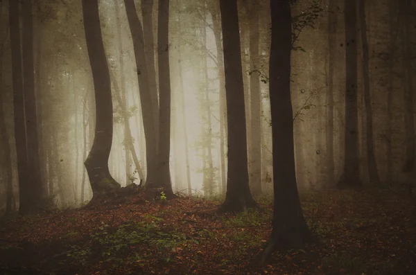 Dunkler, gespenstisch nebliger Wald — Stockfoto