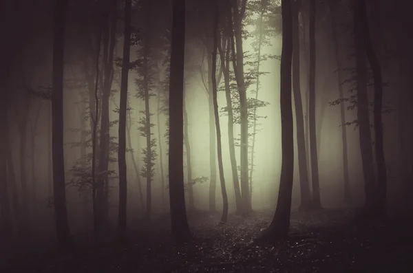 Oscura foresta nebbiosa spettrale — Foto Stock