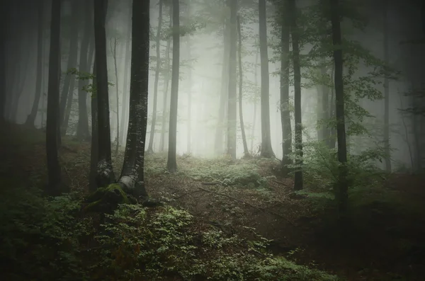 Oscuro espeluznante bosque brumoso — Foto de Stock