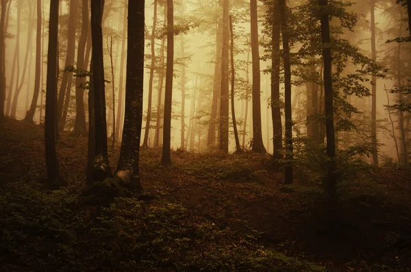 Oscura foresta nebbiosa spettrale — Foto Stock