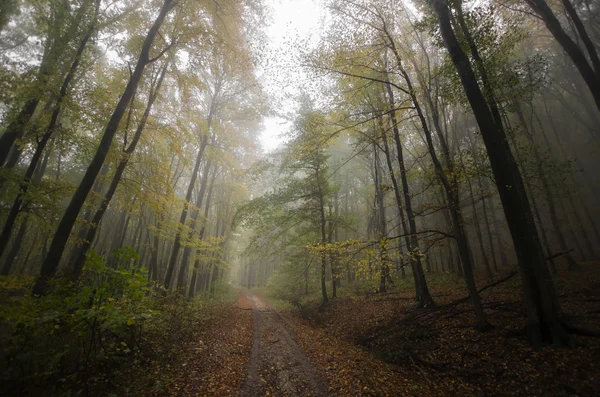 Weg durch dunklen Wald — Stockfoto