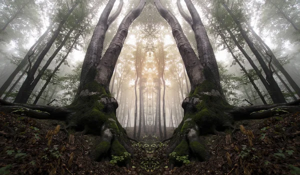 어두운 유령 안개 숲 — 스톡 사진