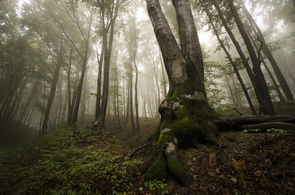 Floresta nebulosa assustadora escura — Fotografia de Stock