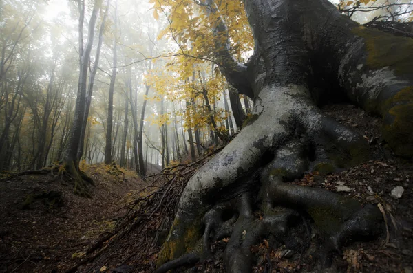 Büyük kökleri ile eski ağaç — Stok fotoğraf