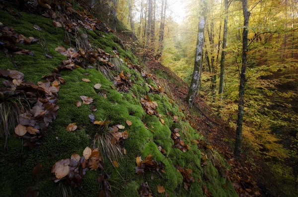 Floresta com musgo no chão — Fotografia de Stock