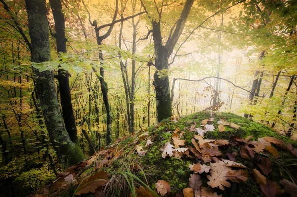 Forêt avec mousse sur le sol — Photo