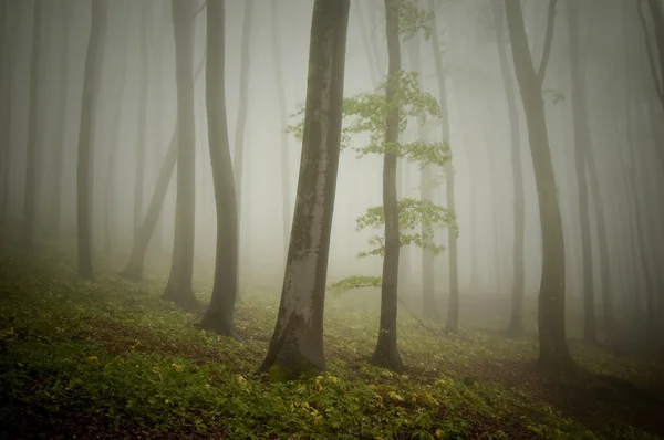 Gröna dimmig skog — Stockfoto