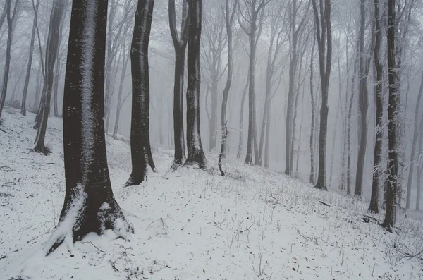 Árvores durante a nevasca no inverno — Fotografia de Stock