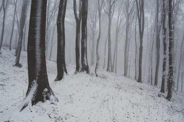 Árboles durante la ventisca en invierno —  Fotos de Stock