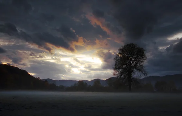 Alter Baum bei Sonnenuntergang — Stockfoto