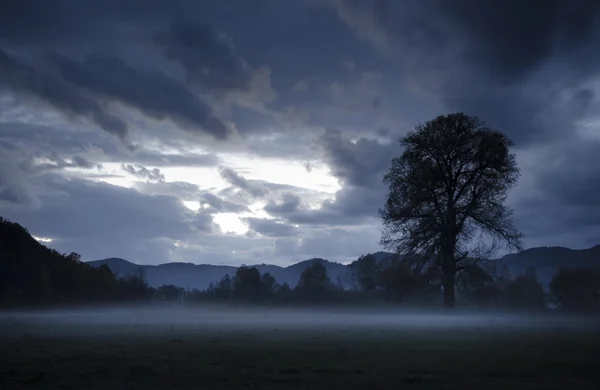 Oude boom en mist op de grond — Stockfoto