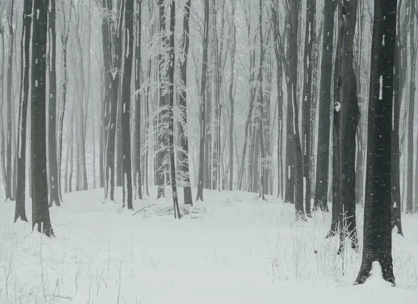 Bevroren bomen in het bos — Stockfoto