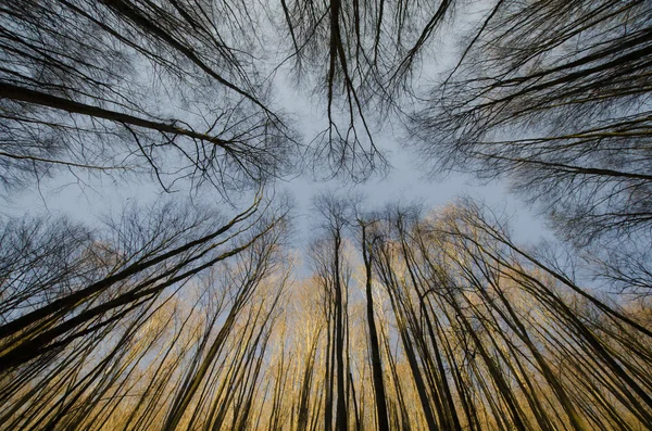 Céu da floresta — Fotografia de Stock