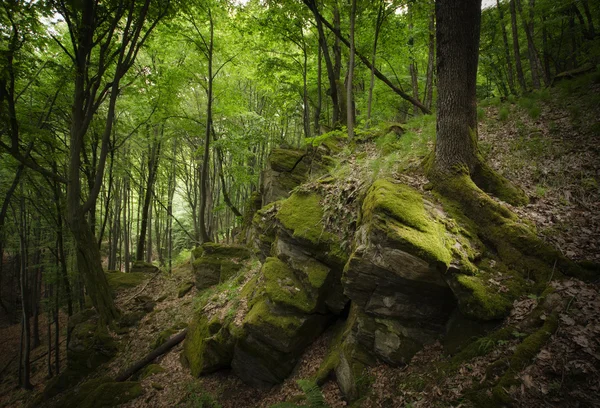 Floresta verde com árvores em falésias — Fotografia de Stock