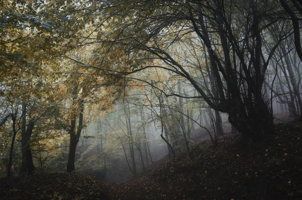 Dark spooky forest — Stock Photo, Image
