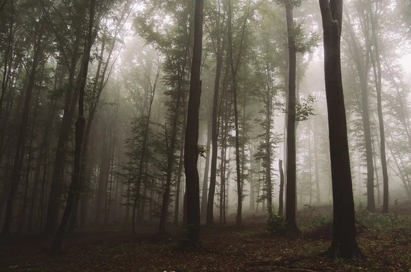 Dunkler, gespenstisch nebliger Wald — Stockfoto