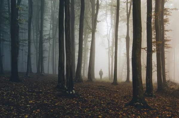 Man silhuetten i spooky skog — Stockfoto