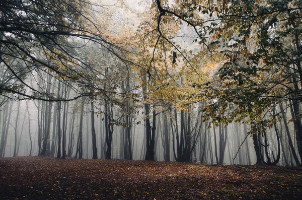 Forêt brumeuse sombre et effrayante — Photo