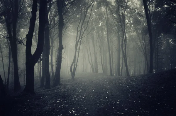 黑暗幽灵般的雾气弥漫的森林 — 图库照片