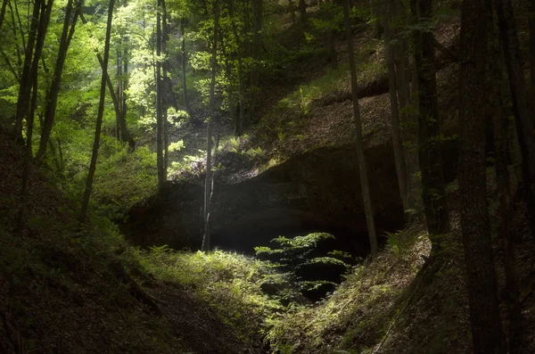 Groen bos bij zonsondergang — Stockfoto