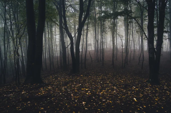 Forêt brumeuse sombre et effrayante — Photo