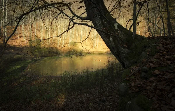 Lago nella foresta con albero scuro — Foto Stock