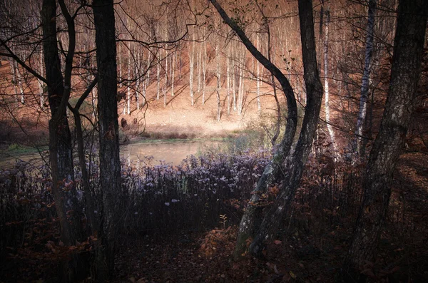 Lac dans une forêt sauvage — Photo