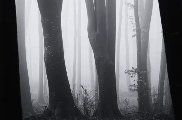 Temný strašidelný zamlžených lesních — Stock fotografie