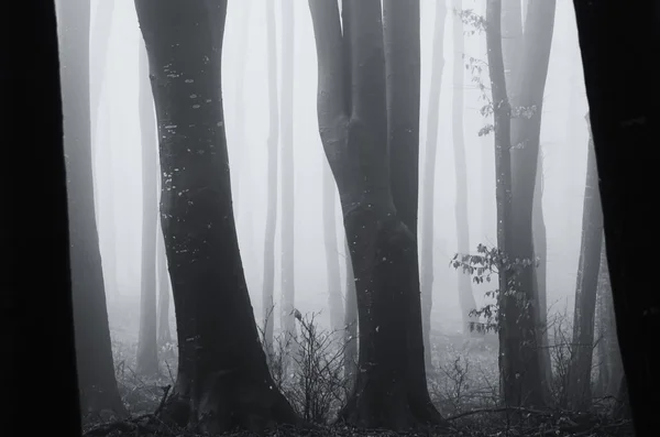 Forêt brumeuse sombre et effrayante — Photo