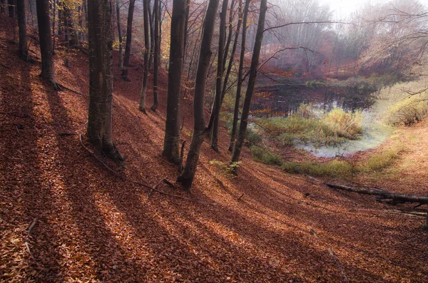 Sombras en el suelo del bosque —  Fotos de Stock