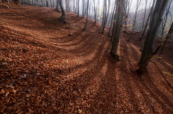 Ombres sur le sol de la forêt — Photo