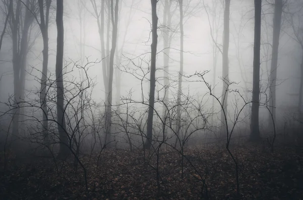 Темний ліс туман — стокове фото