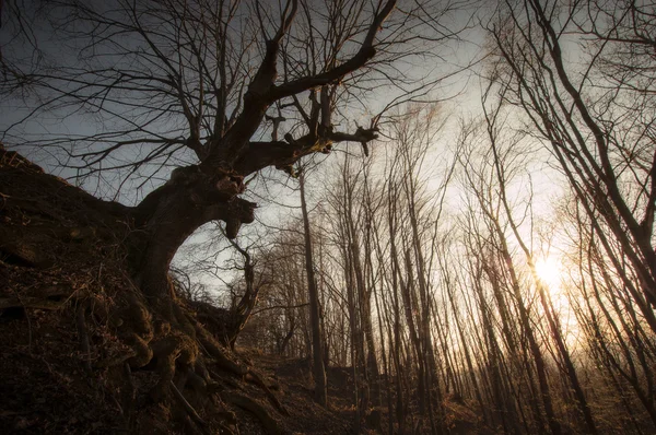 Vieil arbre dans la forêt — Photo