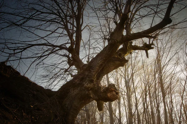 ต้นไม้เก่าในป่า — ภาพถ่ายสต็อก