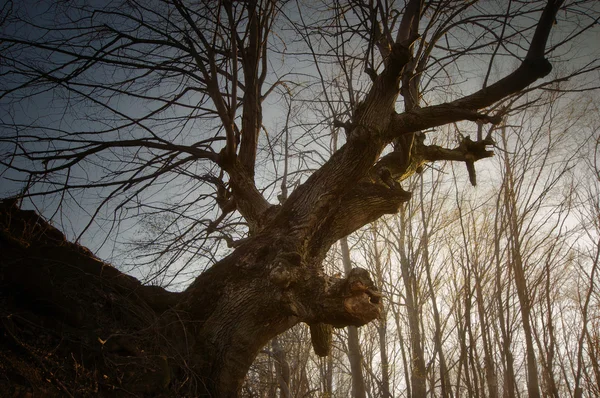 Oude boom in bos — Stockfoto