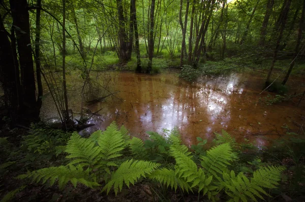 Pantano en bosque con vegetación —  Fotos de Stock