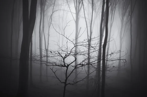 Forêt brumeuse sombre — Photo