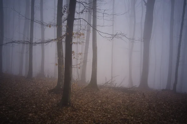 Donker mistige bos — Stockfoto