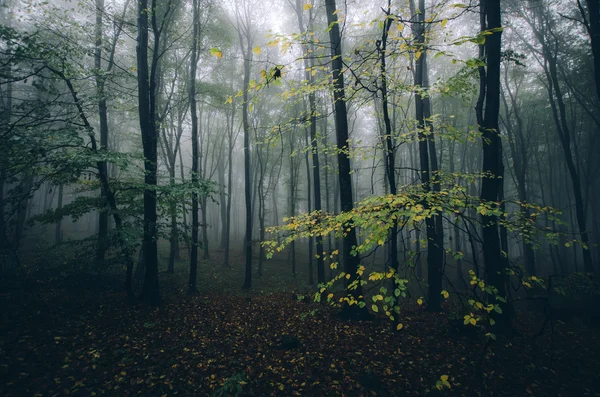 Temný strašidelný Les — Stock fotografie