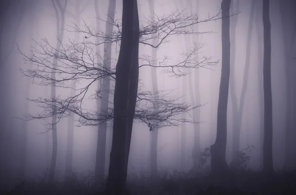 Dark foggy forest — Stock Photo, Image